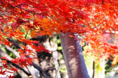 東京・風の散歩道ゆらゆら（山本有三記念館、井の頭恩賜公園）～紅葉も見納め～