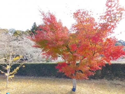 小原で桜と紅葉を