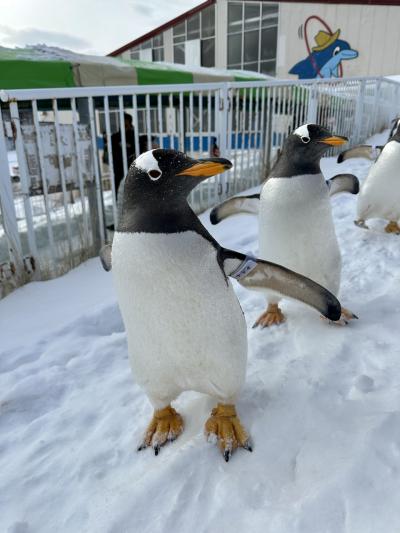 オニカワッ！自由すぎるペンギンのお散歩～おたる水族館