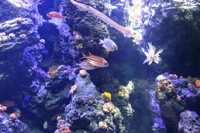 秋の１泊旅行で*四国*こんぴら参りをしました*後編【ことひら温泉 琴参閣・四国水族館】