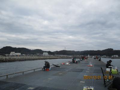 豊浜釣り桟橋１２月内側だけの入れ食い　新年明けて釣りは１２時に入れ食い