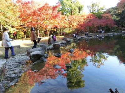 晩秋の大阪万博記念公園・自然文化園（水車茶屋～にれの池～もみじの滝）＆日本庭園（心字池・その他）で、今年三度目の紅葉散歩。(2022)