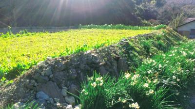 千葉日帰りハイキング・鋸山～江月水仙ロード