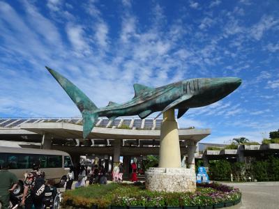 また来た沖縄 沖縄島中部を散策１. 美ら海水族館と今帰仁城跡が良かった！ (2022年11月末)