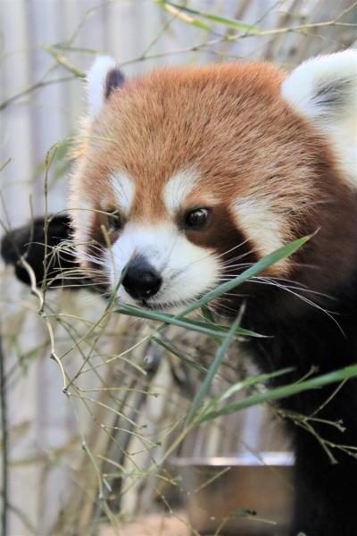 クリスマス前週の伊豆レッサーパンダ遠征（６）熱川バナナワニ園：レッサーパンダのみつばちゃんたち新居へ～マナティのじゅんとくんから少しだけ植物