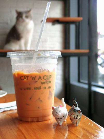 2022年 8月　タイ・チェンライ　猫好き集まれ!ハーレムのような猫カフェCAT 'n' A CUP