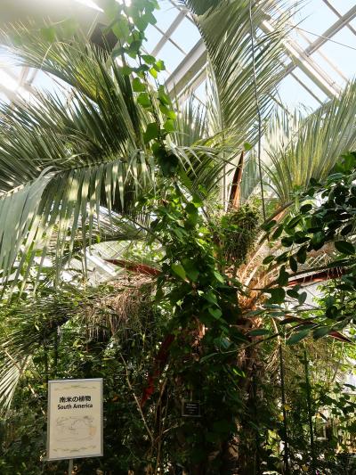 札幌12　北海道大学植物園　《 緑のオアシス 》☆針葉樹の森・記念館・大温室