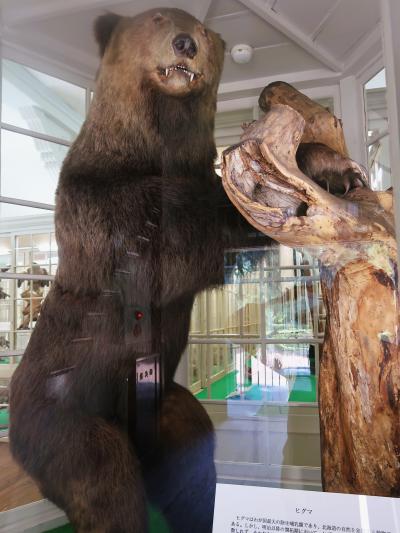 札幌13　北海道大学植物園＊博物館本館　☆エゾヒグマ・エゾオオカミ・オジロワシ