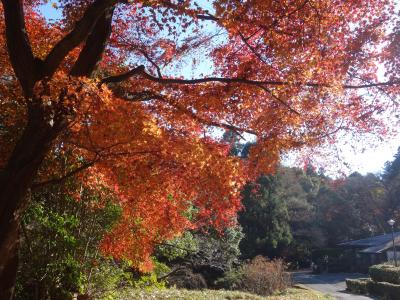 今熊野観音寺で紅葉の残り香に未練を惜しむ。