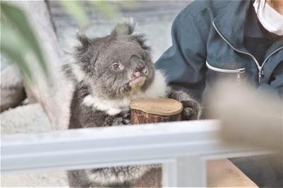 神戸レッサーパンダ・コアラ遠征2021秋（３）イングランドの丘：世界最高齢コアラのギネス認定のみどりちゃんに会いたくて～南方・北方系コアラ他