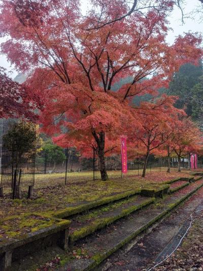 2022年11月　兵庫県相生市もみじ祭り