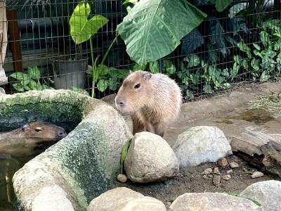 だってカピバラが好きなんだもん♪～神戸編〔１〕