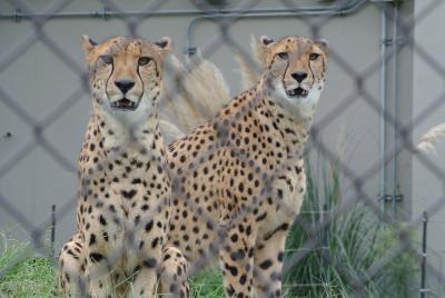 千葉市動物公園で風太君とチーター・ブチハイエナ。翌日は多摩動物公園へ。