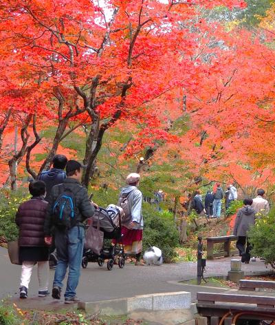 2022　恒例「新潟の紅葉巡り」の旅＜西蒲原郡・燕市・長岡市・柏崎市・十日町市＞