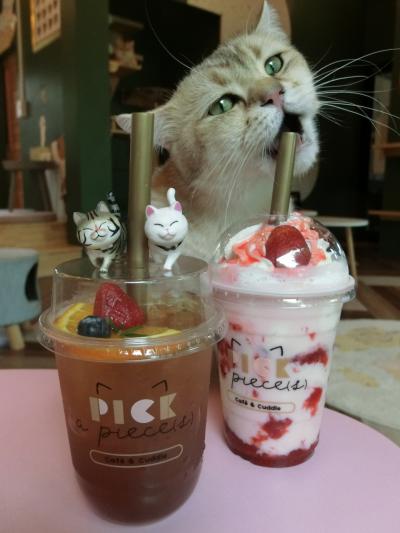 2022年 8月　タイ・チェンライ　穴場猫カフェPick a Pieces cafe&cuddle