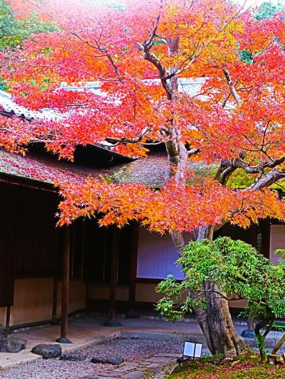 大阪‐6　万博記念公園c  日本庭園茶室　汎庵・万里庵　☆見事な紅葉-特別公開