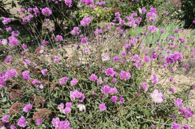 秋の松茸グルメ旅♪　Vol.86 ☆東御：ヴィラデストガーデンファーム秋の花と薔薇の美しい庭園♪