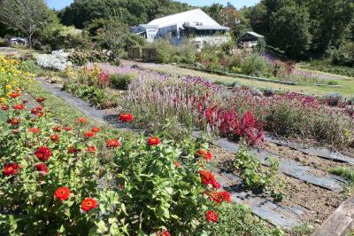 秋の松茸グルメ旅♪　Vol.88 ☆東御：ヴィラデストガーデンファーム秋の花と薔薇の美しい庭園♪