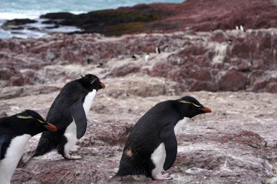 イワトビペンギンに会いに プエルト・デセアド Puerto Deseado