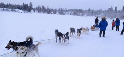 イエローナイフへオーロラ鑑賞の旅！食事や日中の犬ぞりアクティビティなど