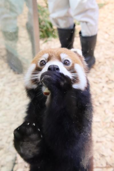 東山と西山レッサーパンダと動物の赤ちゃん遠征再び（３）東山動植物園（１）１日目の３大目当て：レッサーパンダは健康チェックあり＆コアラベビーズ