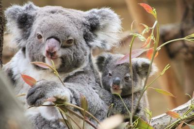 東山と西山レッサーパンダと動物の赤ちゃん遠征再び（４）東山動植物園（２）２日目の３大目当て：レッサーパンダは置きリンゴ＆再びコアラの赤ちゃん