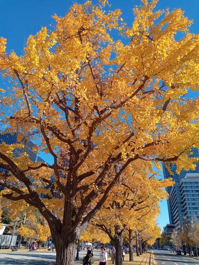 東京２０２２紅葉　【１】丸の内周辺