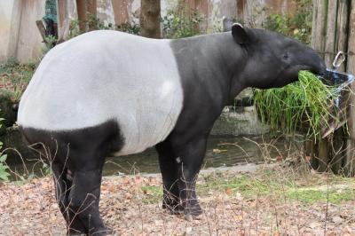 東山と西山レッサーパンダと動物の赤ちゃん遠征再び（５）東山動植物園（３）マレーバクのヒサくん安らかに～前回見られなかったクマさん大活躍と北園