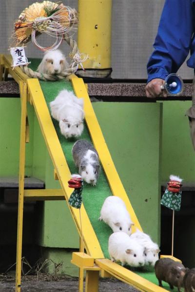 2023年動物園初詣は智光山公園こども動物園～お正月飾りのモルモットのお帰り橋～園長さんの干支にちなんだ動物ガイドでウサギ写真多め