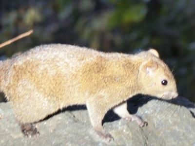 鎌倉七福神と江の島イルミネーション