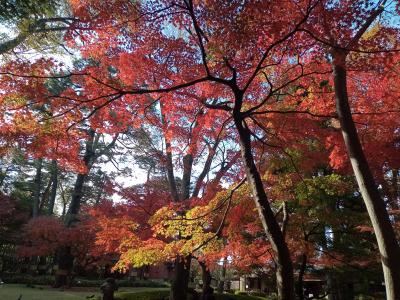 東京２０２２紅葉　【３】大田黒公園