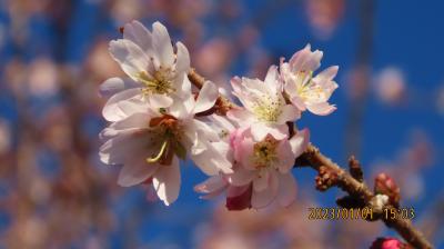 元旦に見た美しい冬桜