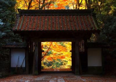 ピークを過ぎた香嵐渓と小原の四季桜でしたが、案外良かったです♪