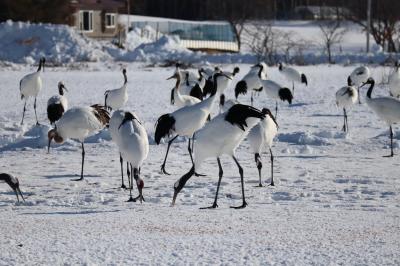 タンチョウを見に鶴居村の鶴見台へ