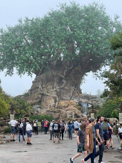 今日はアニマルキングダム