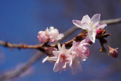 20230109-2 北千住 新春の千住神社に桜咲く…十月桜かしら？