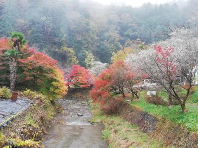2022年11月　トヨタ博物館と川見四季桜