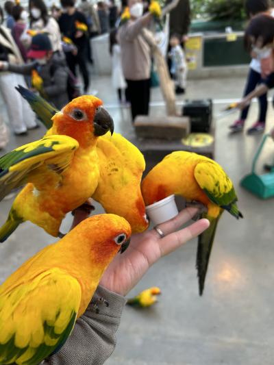 女ひとり3連休18きっぷで静岡★鳥好きのユートピア！掛川花鳥園とドラクエウォーク