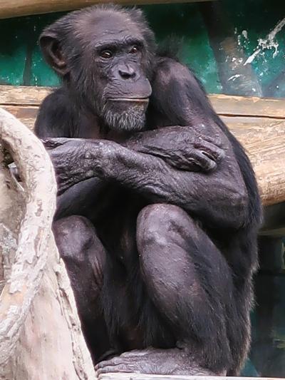 大阪24　天王寺動物園　チンパンジー　☆ホッキョクグマ・タンチョウ・アミメキリン