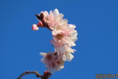 1月11日に見た美しい冬桜