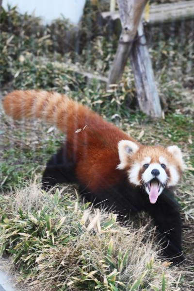 レッサーパンダはかわゆい !!! ルールーくんあけおめ！徳山動物園