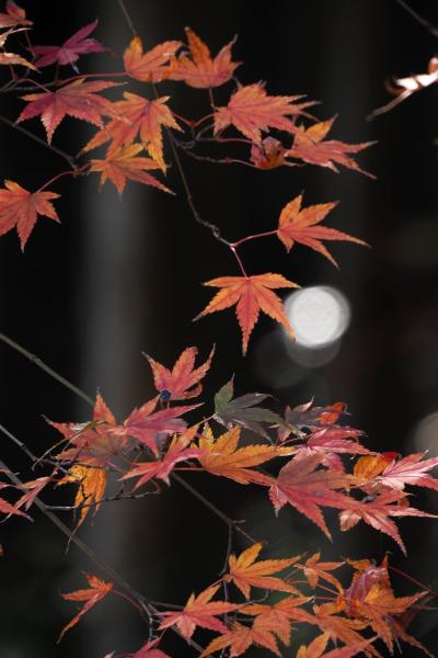 紅葉と映えスポットを訪ねて佐賀・長崎旅行（３）環境芸術の森はモミジの苑