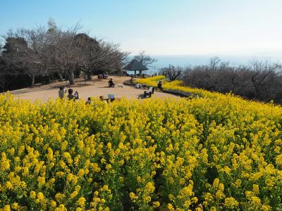 富士を望むパノラマ絶景　【 吾妻山公園菜の花畑 2023.1.11 】