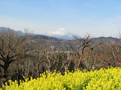 富士山をバックに吾妻山公園の菜の花（二宮町）