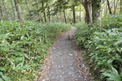 秋の上高地旅♪　Vol.45 ☆上高地ハイキング：河童橋周辺の美しい朝の風景♪