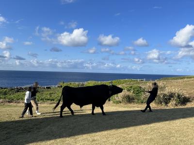 奄美大島・徳之島ツアー４日間ー３日目、徳之島観光（喜念浜・なくさみ館・犬田布岬・犬の門蓋・ウンブキ）