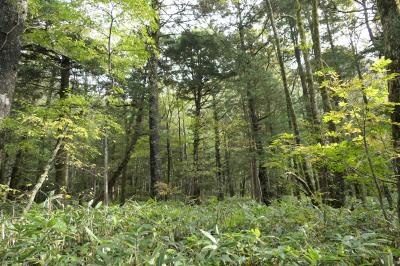 秋の上高地旅♪　Vol.52 ☆上高地ハイキング：河童橋から明神池へ美しい風景♪