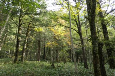 秋の上高地旅♪　Vol.54 ☆上高地ハイキング：河童橋から明神池へ美しい風景♪