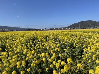 千葉/房総で気分はハワイ？！ワンコと一緒に鴨川で春を先取り＠レジーナリゾート鴨川（2023年1月）