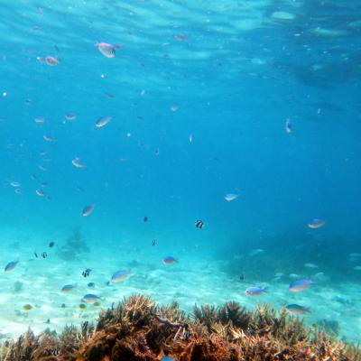 エデンの隣、世界遺産のバリアリーフを海と空から楽しみに！【２】海遊び編